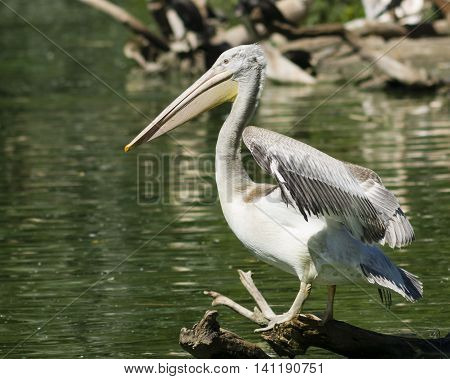Spot-billed or grey pelican Pelecanus philippensis standing on snag in the pond close-up portrait selective focus shallow DOF
