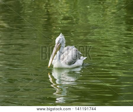 Spot-billed or grey pelican Pelecanus philippensis swimming in the pond with waved reflection close-up portrait selective focus shallow DOF