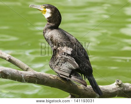 Great cormorant Phalacrocorax carbo sitting on snag close-up portrait with defocused background selective focus shallow DOF
