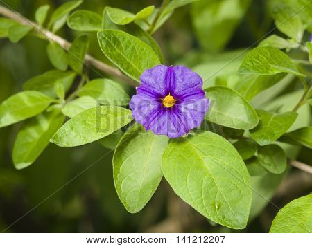 Blue potato bush Lycianthes rantonnetii flowers macro selective focus shallow DOF