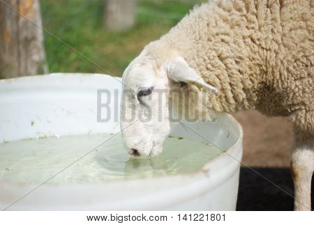 sheep drinking water in a bucket at the farm