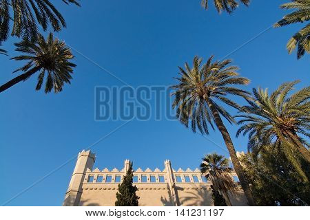 La Llotja building and blue sky with palm trees in Palma de Mallorca Balearic islands Spain.