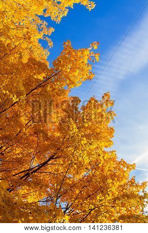 Vibrant fall yellow golden tree branches with foliage on blue sky