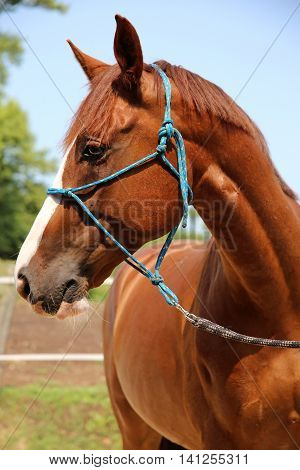 Close up of anglo-arabian young horse against blue sky