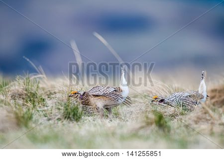 Sharp-tailed Grouse (tympanuchus Phasianellus)