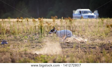 Coursing. White Whippet Dog Pursues Bait