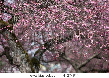 Blooming whitcomb cherry in spring for background