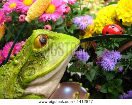 Лягушка разглядывая обед