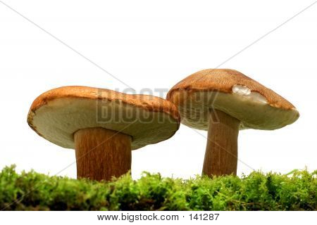 야생 버섯