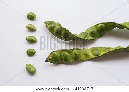 Stink bean (Parkia speciosa Hassk.) or sa-tor Native vegetation in the south of Thailand on white background isolated