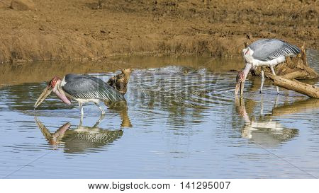 lesser adjutant (Leptoptilos javanicus), in the riverbank