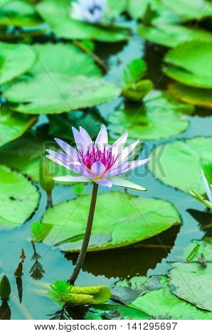 Lotus flower violet colored blooming in pond