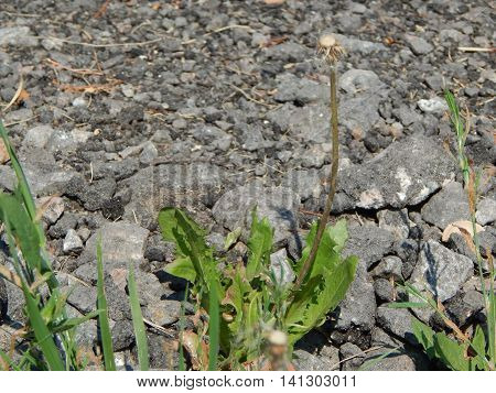 The texture of the ground irt, earth, soil