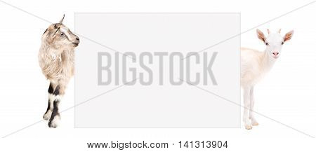 Two goats peeking from behind a banner isolated on white background