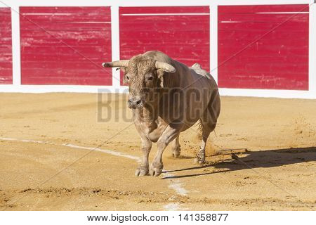 Sabiote Spain - August 23 2014: Capture of the figure of a brave bull in a bullfight Sabiote Spain