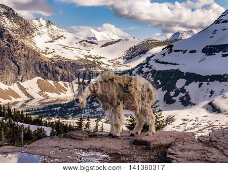 Mountain goat on the trail to hidden lake overlook at Logan pass in Glacier National Park.