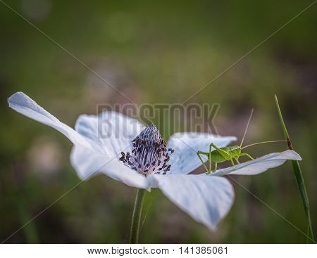 Spring came...  Beautiful Anemone, photographed during the early spring at Megiddo, Armageddon district, Israel.