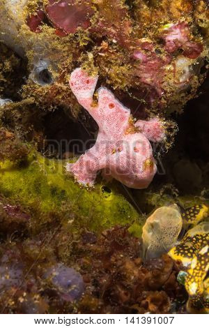Tiny Pink Frogfish
