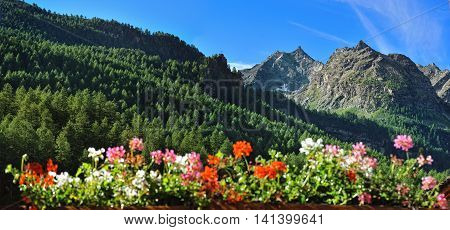 Alpine mountains with flowers in valley Rhemes Notre Dame Valle d'Aosta Italy