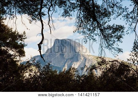 Majestic Half Dome framed by tree branches