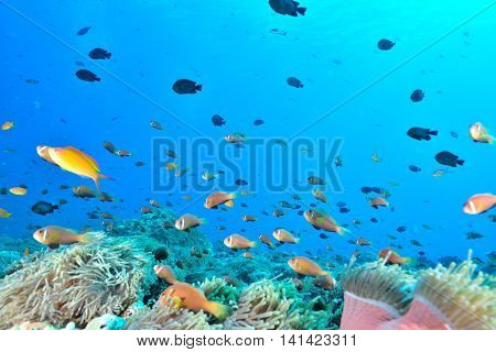 Maldives Anemonefish is endemic speices indian sea