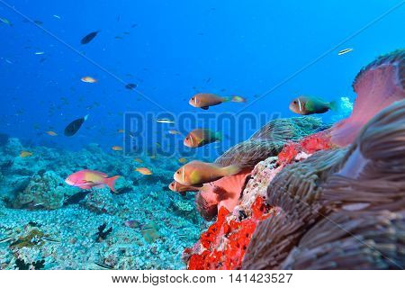 Maldives Anemonefish is endemic speices indian sea