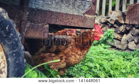 chicken free-range in the private subsidiary households