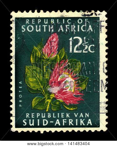 South Africa - CIRCA 1961: a stamp printed in the South Africa shows Protea Flower,  national symbol of South Africa, circa 1961