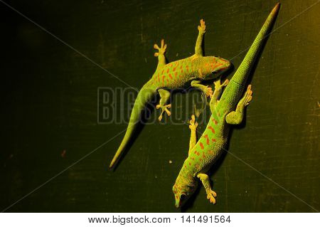 Two green lizards next to each other.