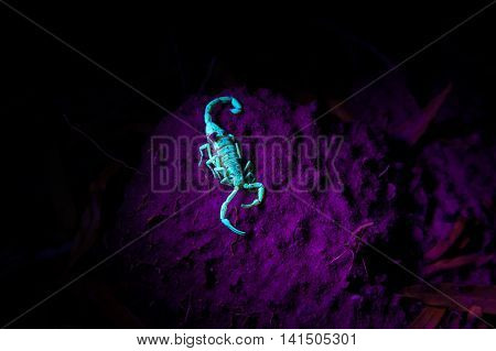 A desert bark scorpion sits on a clump of mud and luminesces under a black light at night.