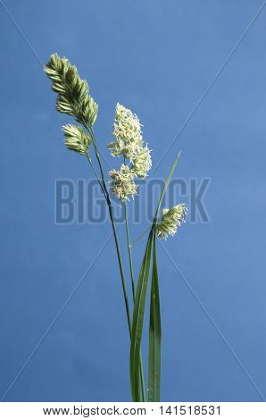 Cockfoot grass over blue background close up