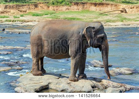 Elephant Bath In River Sri Lanka