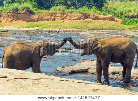 Elephants In The River