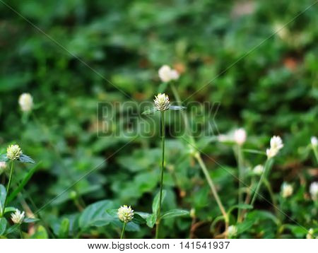 Bachelor's button, Everlasting, Globe or Gomphrena globosa