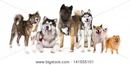 Group of dogs