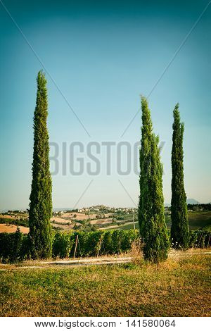 Vineyard fields near Morro d'Alba in Marche Italy in vintage style