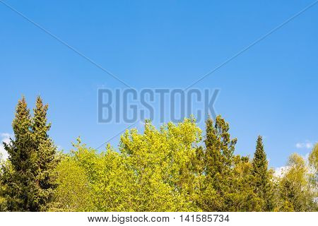 Blooming Trees In Springtime Against Blue Sky With White Clouds.