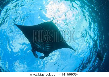 Black Manta Ray (Manta alfredi)