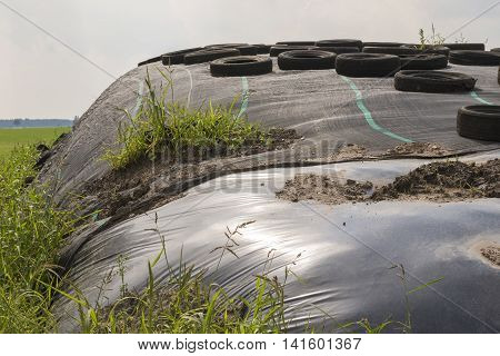 Traditional Dutch ensilage on a dairy farm in the North of the Netherlands