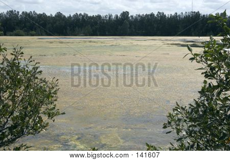 Lago coperto di alghe