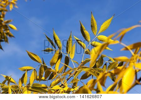 photographed close-up of yellowed in the autumn, the maple leaf, autumn season, a small depth of field