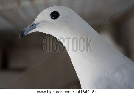 White homing pigeon portrait in a cage, closeup of a bird symbol of peace