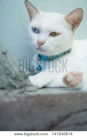 Closeup White Turkish Angora cat with heterochromia eyes on mint background