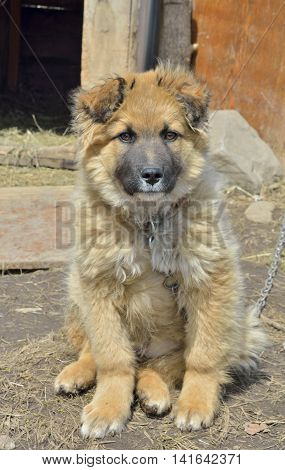 A close up of the young yellow dog.