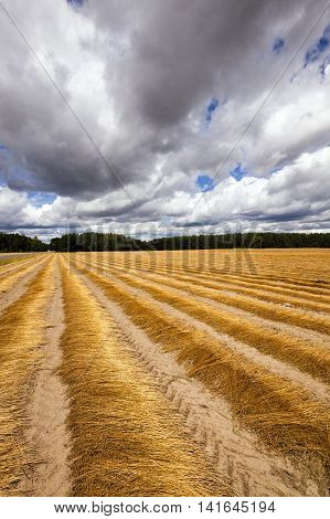 Agricultural field on which was recently removed flax. autumn