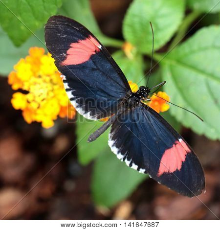 Red Postman butterfly feeding (Heliconius erato cyrbia). The species is from South America.