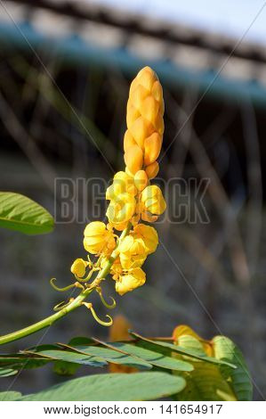 yellow Ringworm Bush flower in nature garden