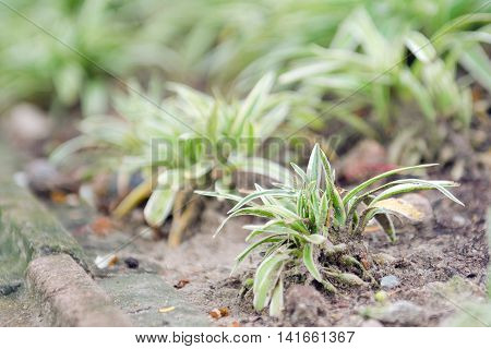 Spider Plant With Green And White Slender Leaf Which Is Good For House Garden Decoration