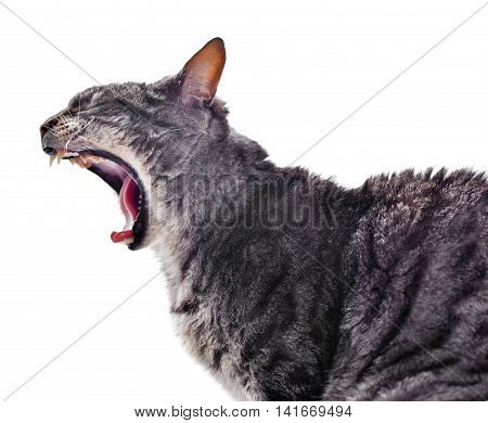 Yawning cat, profile shot. Grey tabby cat, side view.