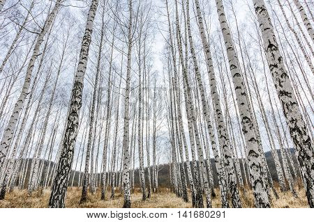 birch grove without leaves without leaves in the spring